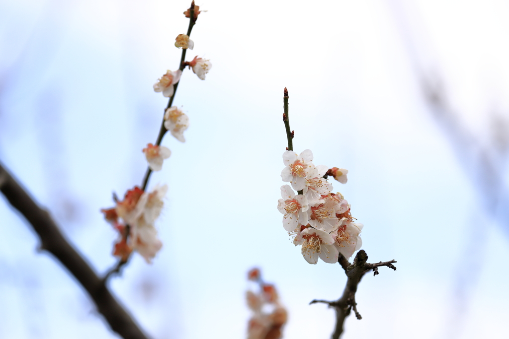 田上町梅林公園