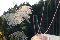 ススキと吊り橋