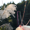 ススキと吊り橋