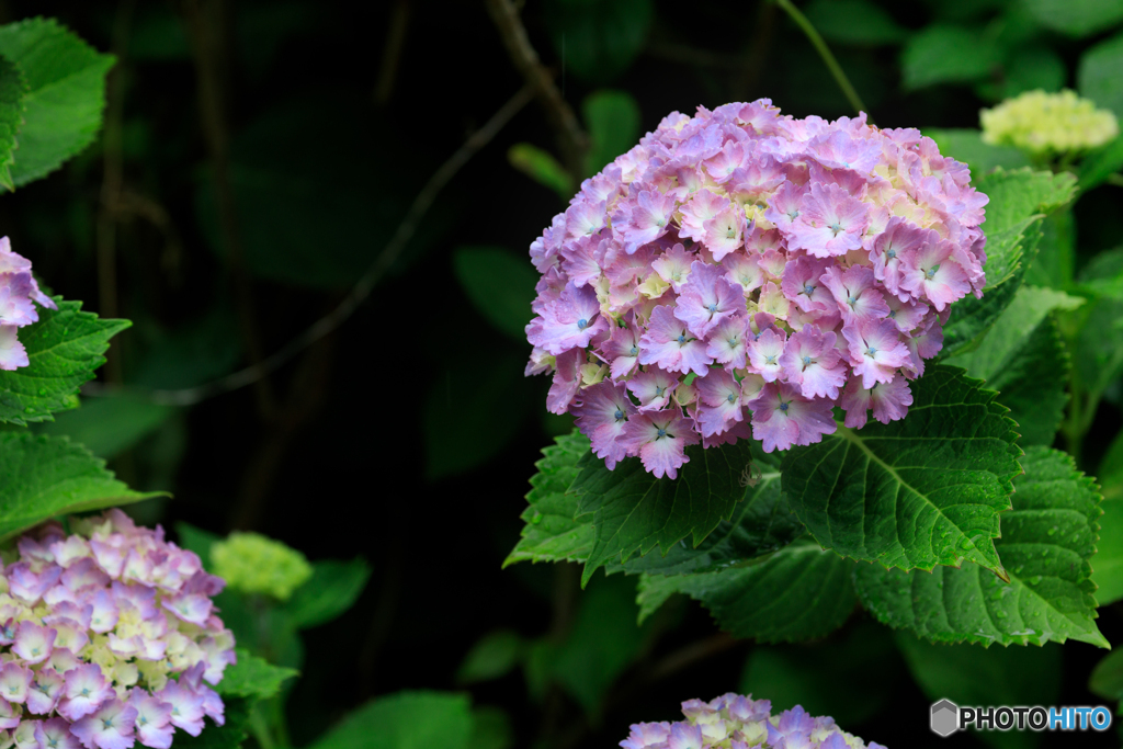 紫陽花