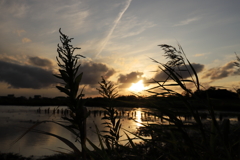 夕景シルエット