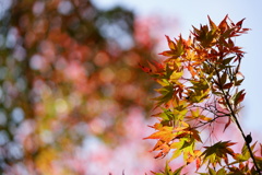 紅葉×玉ボケ