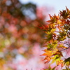 紅葉×玉ボケ
