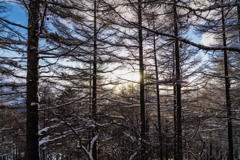 Morning light