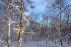 Snowy landscape