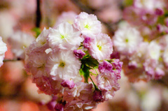 大阪 造幣局 桜の通り抜け