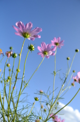 秋桜