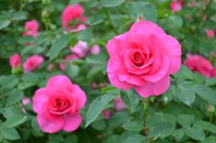 rose