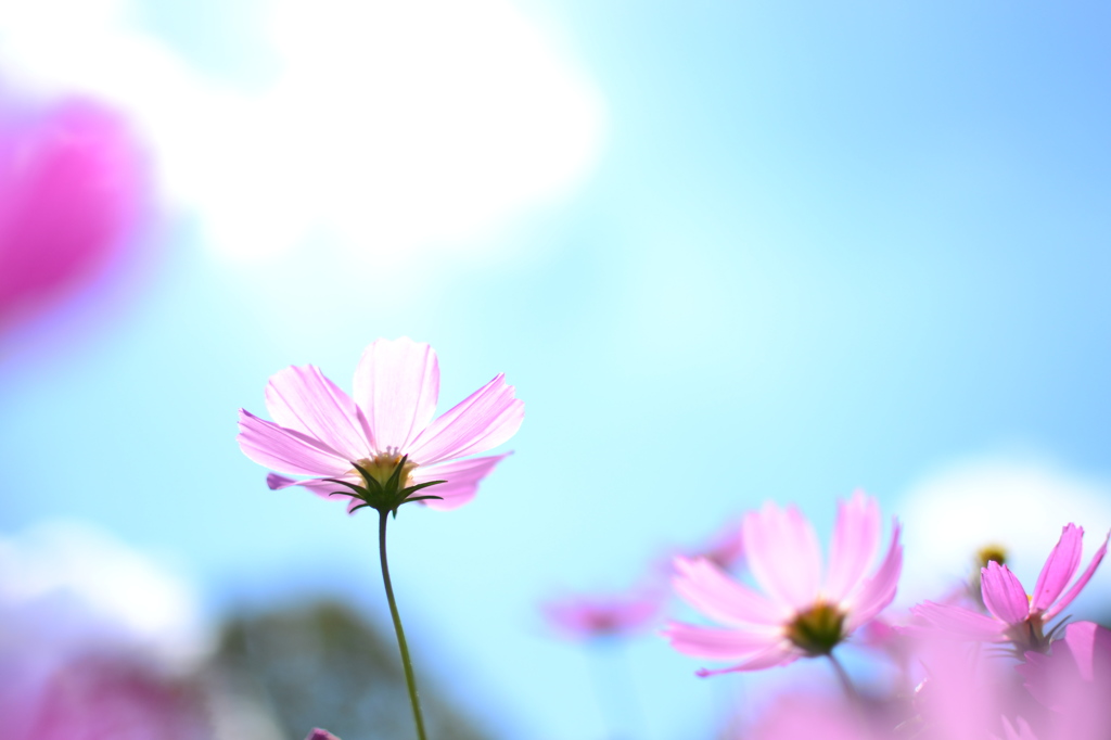 秋桜