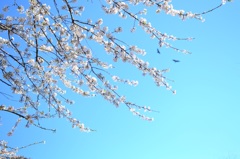 空からのお花見