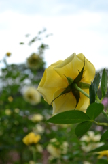 rose