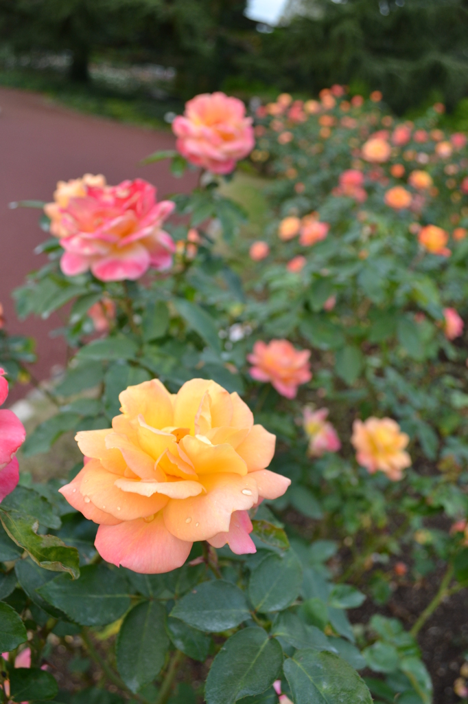 rose