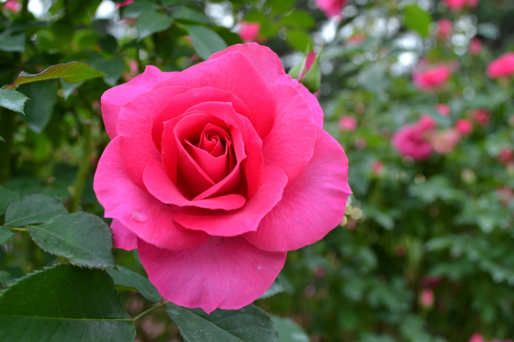 rose