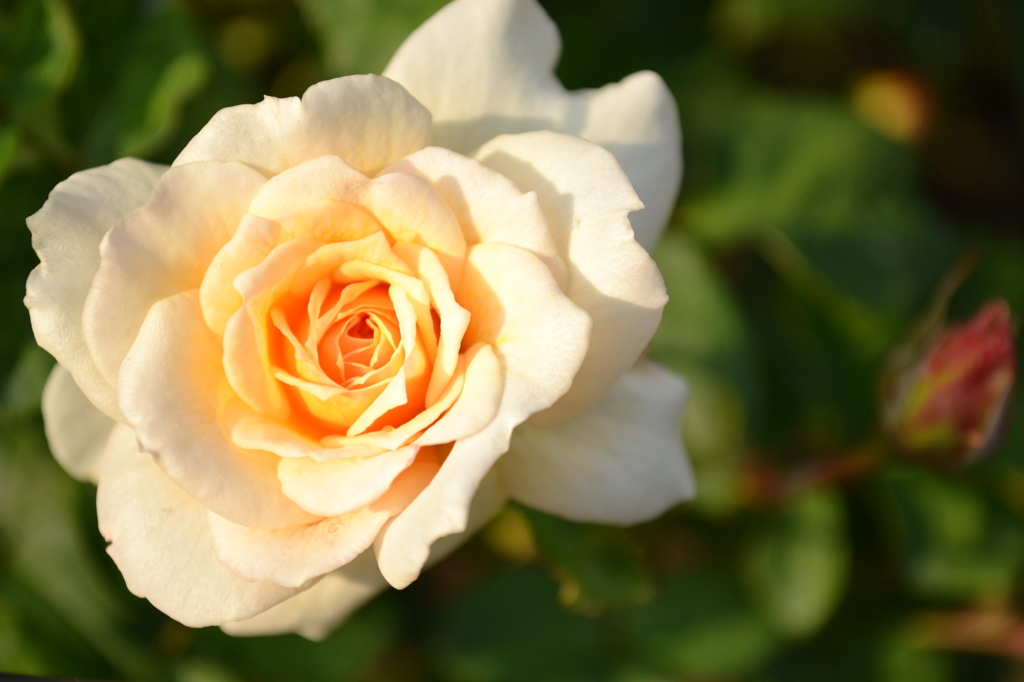 rose