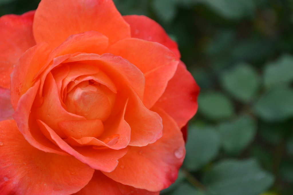rose