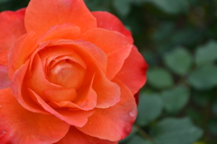 rose
