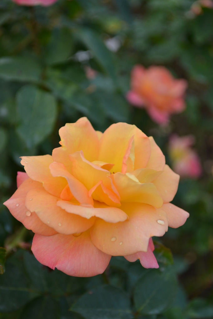 rose