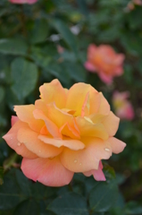 rose