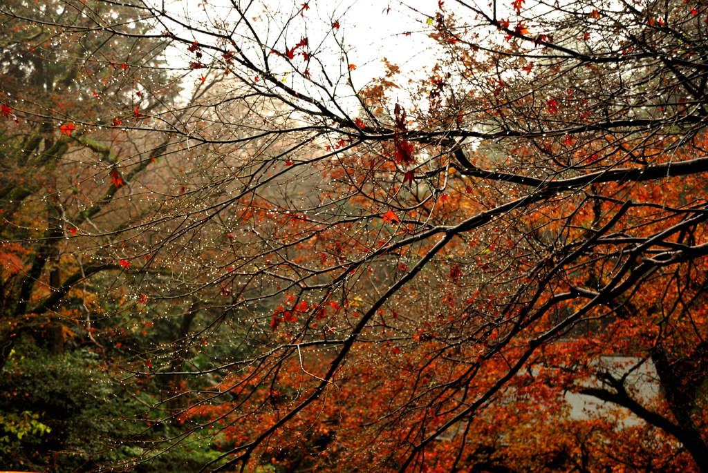 雨に濡れた紅葉