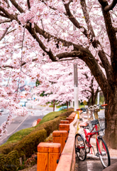 Sakura@Umi3