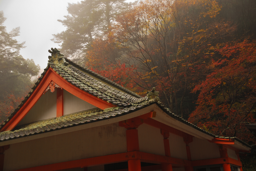 屋根