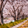 Sakura over Songkran