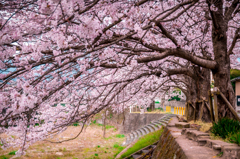 Sakura@Umi2