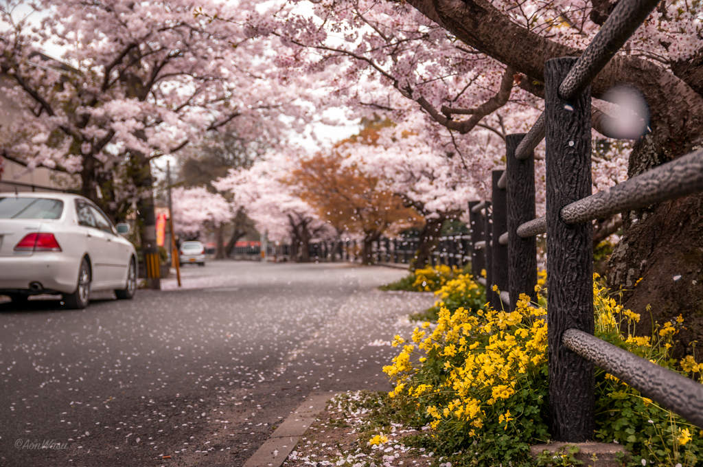 Sakura@Umi