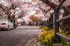 Sakura@Umi