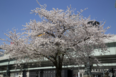 sakura＠nihombashi