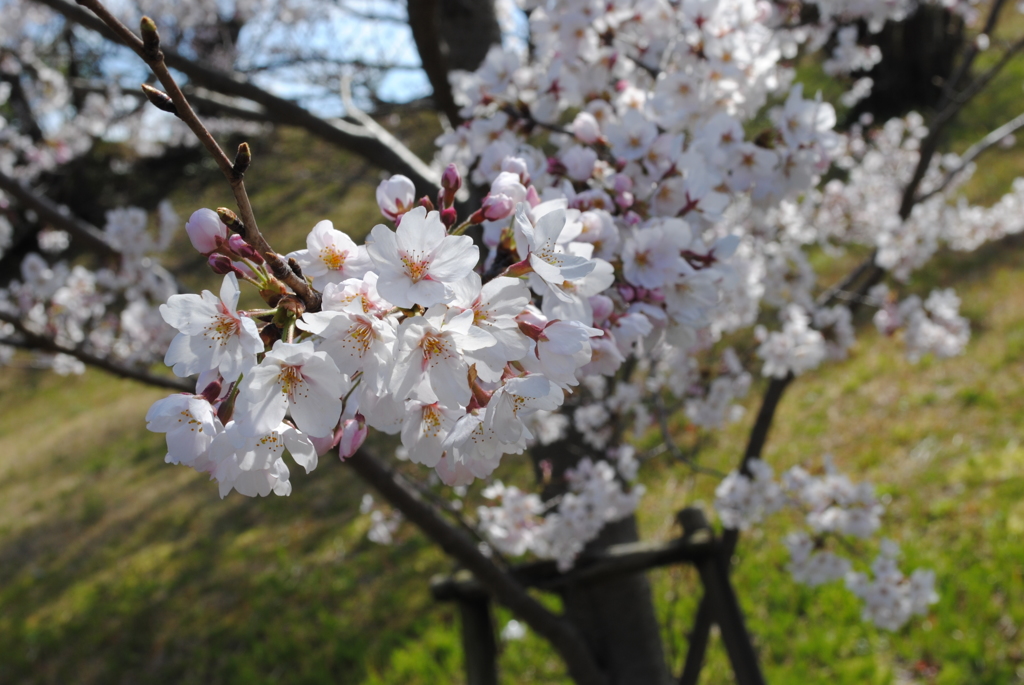 京の桜