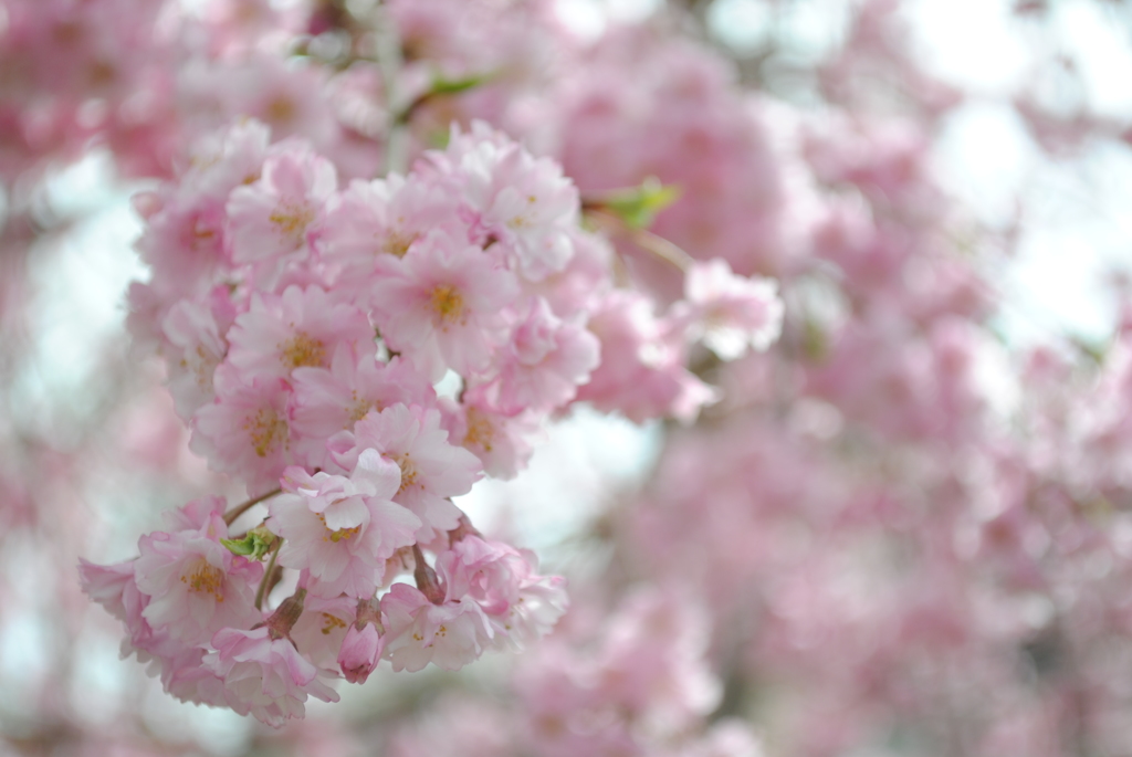 吉野の桜2