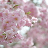 吉野の桜2