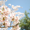 吉野の桜