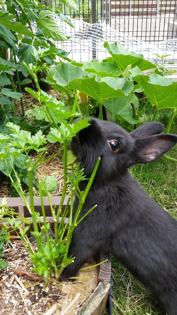 ど～しても食べたい