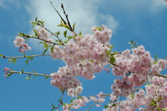 快晴の桜