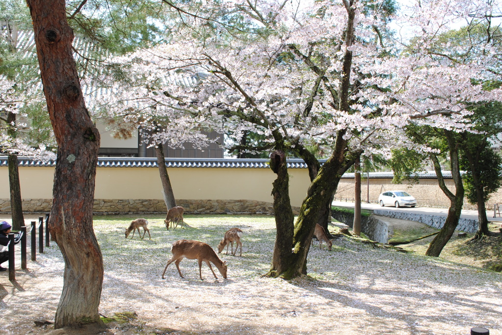 桜の絨毯と鹿