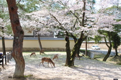 桜の絨毯と鹿
