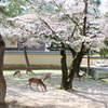 桜の絨毯と鹿