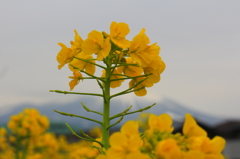 菜の花畑から