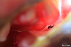 宝石箱に潜む奴