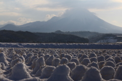 雪の妖精達