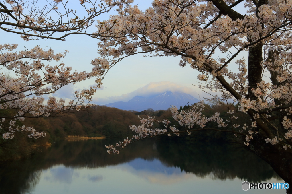 残雪と桜