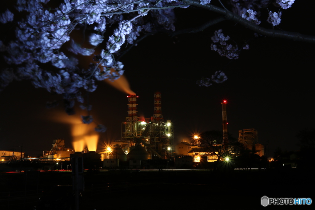 工場夜景でお花見