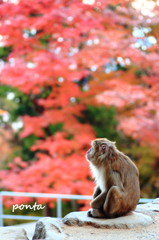 サルも紅葉