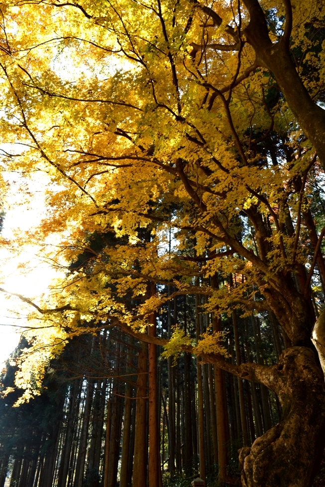 黄葉のモミジ