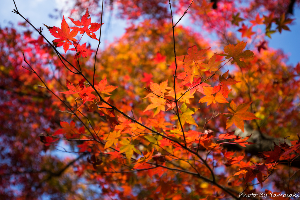 紅葉狩り