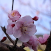 梅の花