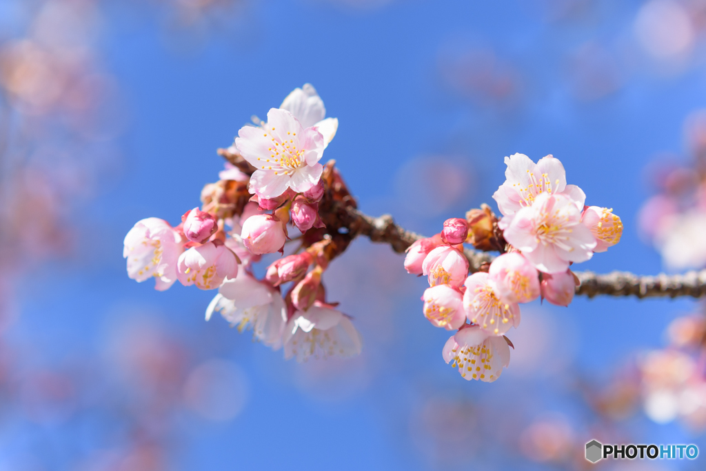 寒桜