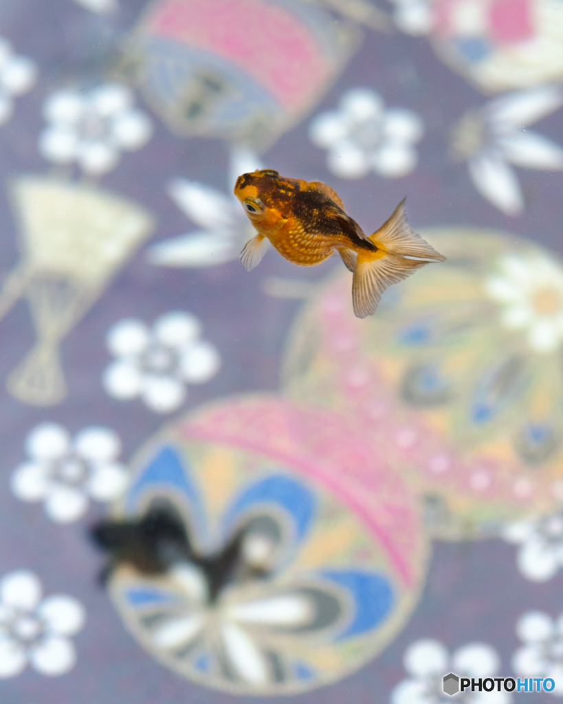 金魚